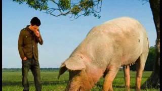 The biggest pig in the world?