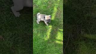 Jello the Pug Discovers the Backyard