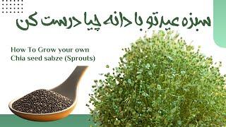 راز سبزه هفت سین سریع و فوق‌العاده سبز با دانه چیا |  Chia seeds Sprouts