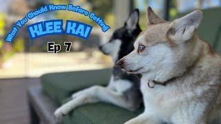 Things To Know Before Getting Alaskan Klee Kai: Costs