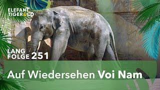 Elefant Voi Nam verlässt den Zoo Leipzig (Langfolge 251) | Elefant, Tiger & Co. | ARD