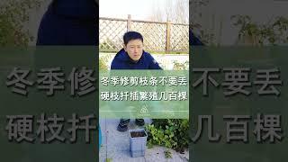 冬季修剪的月季枝条不要丢，一样可以拿来扦插和嫁接【天狼说月季】