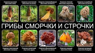 ГРИБЫ СМОРЧКИ И СТРОЧКИ