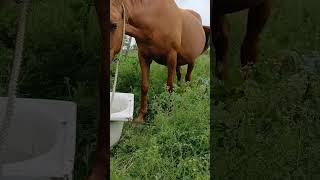 пузатая малышка должна скоро ожеребится
