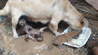 Very Pity hungry Puppies, They are trying to get breastfeeding from little mama doggy