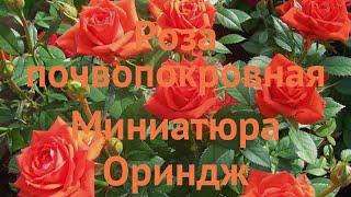 Роза почвопокровная Миниатюра Ориндж  обзор: как сажать, саженцы розы Миниатюра Ориндж