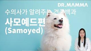 사모예드편(Samoyed) I 수의사가 알려주는 사모예드(Samoyed) 특징(외형), 성격, 질병, 관리, 주의사항에 대한 모든 것