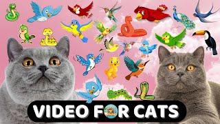 CAT GAME TV  A Collection of The Latest Ultimate Games for Cats #17Catch Lizard   11 HOURS