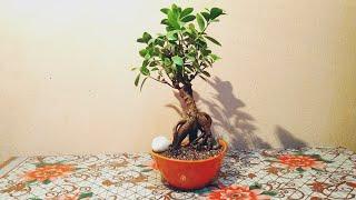 Repotting A Ficus Plant Bonsai || Soil Mix For Bonsai Plants.