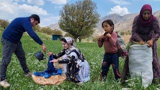 Shearing the farm plants by Ilham in the field and collecting firewood in the mountain by  Zahra