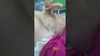 Bun ngoan xinh iuuu ( lovely bunny ) 