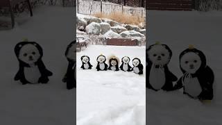 아기펭귄들이 우리 동네에..?!