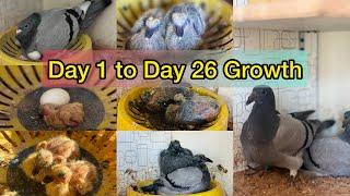 Day by day growth of baby racing pigeon | Pigeon growth day by day