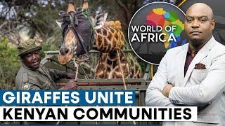 Giraffe translocation brings peace to Kenyan communities | World of Africa | WION