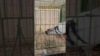টপ কোয়ালিটি এর সবজি রেসার নর কবুতর বিক্রি হবে।