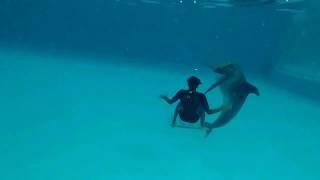 Dolphin & Seal Show in Dubai Dolphinarium