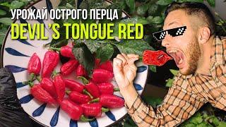 Дьявольский красный язык - собираем свой собственный урожай Devils Tongue Red #острыйперец