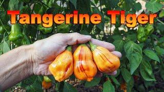 Tangerine Tiger Pepper