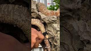 Ficus Bonsai, Dragon on Rock
