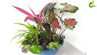 basket garden/plants arrangement ideas//organic garden