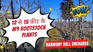 Part 1 | 13 Years Old Plantation of M9 Rootstocks in Vijay Stokes Orchards