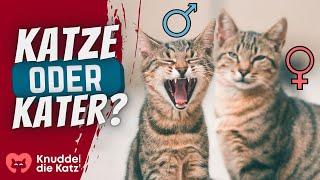 Die 8 Unterschiede zwischen Katze und Kater!