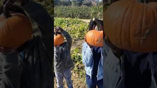 Homeschool Field Trips: Hayrides, Pumpkins, and Apples #homeachool #fallactivities