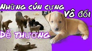 Những Chú Chó Con Dễ Thương Vô Đối - Cute puppy dogs videos | Âu Lạc Tâm Vlogs. #2