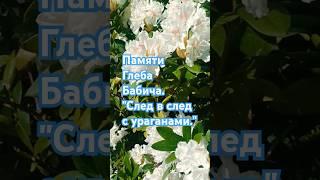 Душевная песня о тоске по любимой. Пам'яті Гліба Бабіча #цитаты #любовь #поэзия #душа