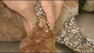 犬からワームを取り除くRemoving mangoworm in dog #27