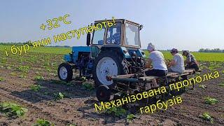 Механізована прополка гарбузів під +32°C — встигнути до спеки!