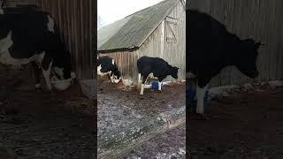 Коровы не могут выбрать. #cow #cowvideos #cowlife #коровы #animals #животные