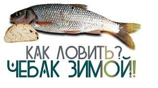 Как на что и где ловить чебака зимой? Секреты ловли чебака на рыбалке зимой!