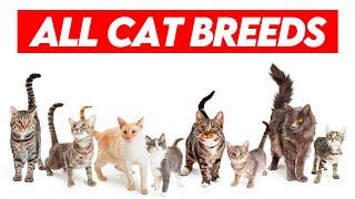 All Cat Breeds A-Z Visual Guide to Feline Diversity