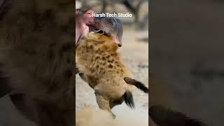 Rhino vs Hyena are deadly fight #trending #wildlifeentertainment #animals #animallife #wildanimals