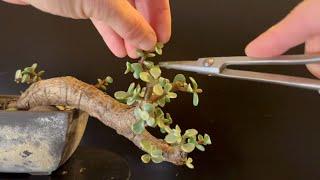 Semi Cascade Bonsai Tree Pruning and “Going with the Flow” (Portulacaria Afra Variegated)