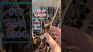 개암나무 포트묘목 1만원 #개암나무#헤이즐넛묘목#개금나무#