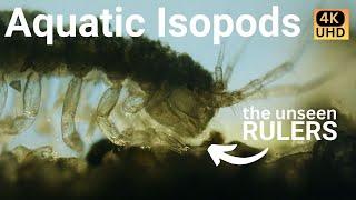 Intriguing Isopods - a micro documentary