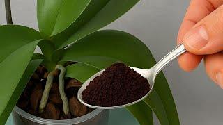 Just 1 teaspoon: Orchids will bloom and root all year round.