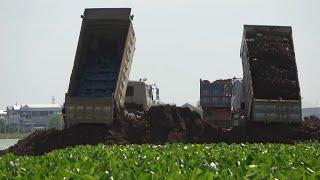 Heavy Big Bulldozer Pushing Dirt with Dump Truck Unloading Dirt - Amazing Powerful Machine in Action