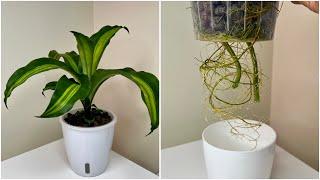 How To ROOT a Dracaena Fragrans or Corn Plant or Fortune Plant in Water? 140 DAYS UPDATES