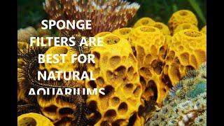 SPONGE FILTERS ARE THE BEST FILTER FOR A NATURAL AQUARIUM