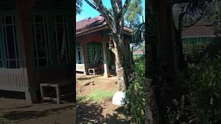 suasana jalan desa pagi hari #shorts
