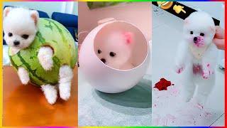 Tik Tok Chó Phốc Sóc Mini  Funny and Cute Pomeranian #271