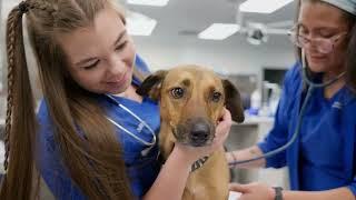 The UF Veterinary Hospital at World Equestrian Center: Ocala