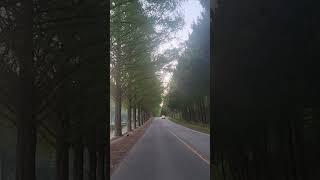 드라이브하기 좋은 길 #진안 #메타세콰이어길 #산책 #황금연휴