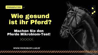 Hat Ihr Pferd Übergewicht? Mach den Mikrobiom-Test