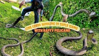 DAVAO CITY King Cobra (Banakon) in Super Slow Motion!! #banakon