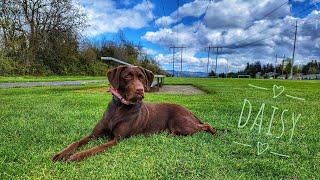 Daisy | 1yr Lab |Best Trained Dogs of OR | Portland OffLeash K9 Training