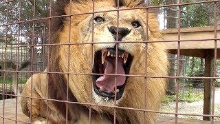 Lion Roar Scares Kid!